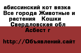 абиссинский кот вязка - Все города Животные и растения » Кошки   . Свердловская обл.,Асбест г.